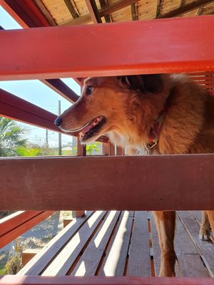 @eticao visiting the hostel at Pousada Rosa Verde in Imbituba