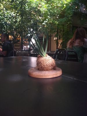 Plant at Väcka in Barcelona