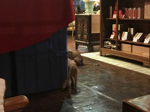 some cats running around  at The Summer Tea House - 静颐茶馆 in Shenzhen