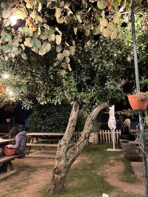 Kiwis everywhere!  at Casa Alongos in Melide