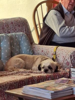 Bonus this cutie 🐶💚 at The Wallflower Cafe in Herne Bay