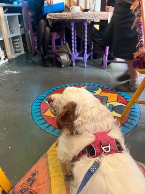 Totally spoiled our Clumber with floor cushions, floofs, treats, water and not minding him getting in their way.  at Cafe Shanti in Lincoln