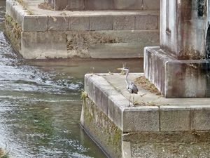 We saw lots of birds! at Veg Out in Kyoto