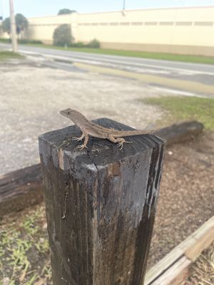 Saw this little guy outside 😍  at Valhalla Bakery in Orlando