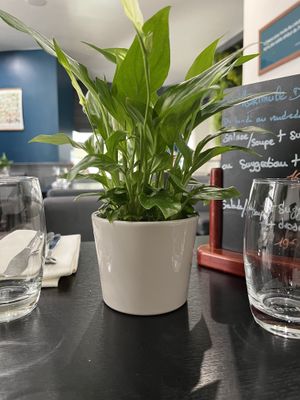   at Velicious in Strasbourg