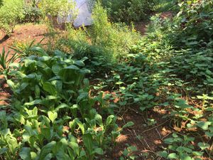 Garden photo 2 at Eat Well Canteen 慧食堂 in New Territories