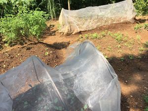 Garden photo 3 at Eat Well Canteen 慧食堂 in New Territories