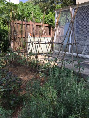 Garden photo 4 at Eat Well Canteen 慧食堂 in New Territories