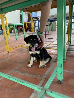 puppy!!   at EL Cafe International Vegan Food in Phan Thiet