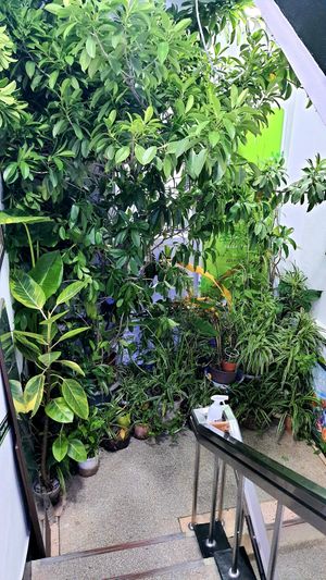 Plants on the staircase at Chorokddeul Green Field - 초록뜰식당 in Seoul