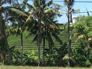 Nice view  at Oma Jamu in Canggu
