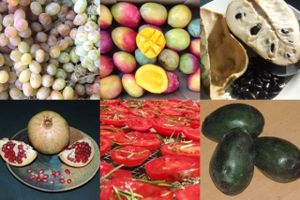 Varieties of fruits. Available what's ripe and in season.  at Raw in Berlin Fresh Food-Coop in Berlin