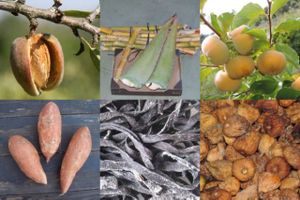 fruit and vegetables, seaweed and other produce from local farmers in Spain at Raw in Berlin Fresh Food-Coop in Berlin