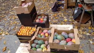 Boxes of fruit, mangoes and kaki. at Raw in Berlin Fresh Food-Coop in Berlin