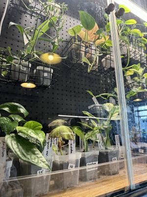   at Fine Grind Cafe in St Catharines