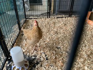 Patrick! This little gentleman was part of a mail order shipment of chicks. As a rooster, the humans could not keep him where they live. Luckily, he now has a safe home at PEAK.  at Peak Animal Sanctuary in Freedom