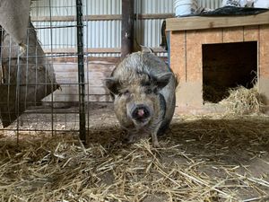 Sally! Abandoned, the PEAK staff was contacted by a concerned neighbor after her pig friend was killed by a pack of dogs. Sally is sweet, curious and brave!  at Peak Animal Sanctuary in Freedom