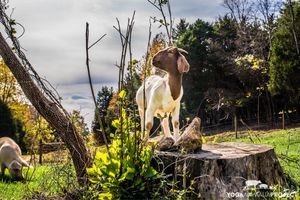 Yoga Animalia: Caprine - Nemo, by Yoga Animalia Project at Peak Animal Sanctuary in Freedom