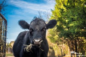 Yoga Animalia: Bovine - Vegan, by Yoga Animalia Project at Peak Animal Sanctuary in Freedom