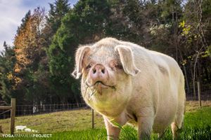 Tulip

www.YogaAnimalia.com at Peak Animal Sanctuary in Freedom