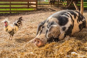 Nigel & Erica

www.YogaAnimalia.com at Peak Animal Sanctuary in Freedom