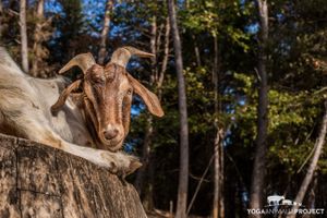 Benny

www.YogaAnimalia.com at Peak Animal Sanctuary in Freedom