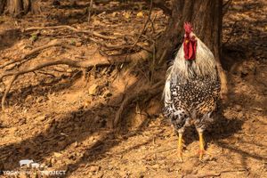 Frankie

www.YogaAnimalia.com at Peak Animal Sanctuary in Freedom