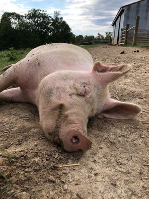 Hank! at Peak Animal Sanctuary in Freedom