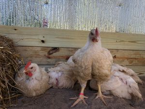 The Freedom Five! at Peak Animal Sanctuary in Freedom