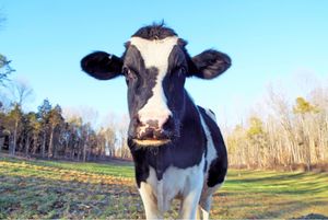 Wilson! at Peak Animal Sanctuary in Freedom