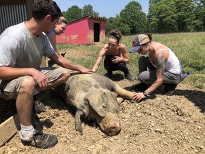 Not many things are better than giving a pig a belly rub! Check out PEAK Visiting Days... at Peak Animal Sanctuary in Freedom