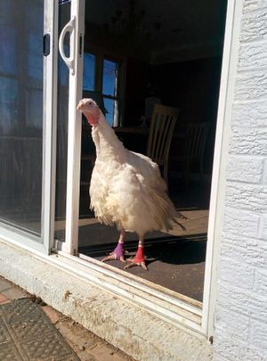 PEAK’s first turkey resident, Lily! She fell off a truck while being transported to slaughter. at Peak Animal Sanctuary in Freedom