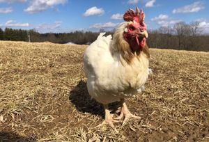 Ren - a Kaporos survivor - living his best life. at Peak Animal Sanctuary in Freedom