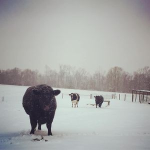 The cow herd:  Vegan, Wilson and Zeke. at Peak Animal Sanctuary in Freedom