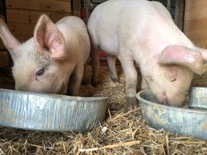 Piglets Pip and Potter joined the PEAK family in the winter of 2018. at Peak Animal Sanctuary in Freedom