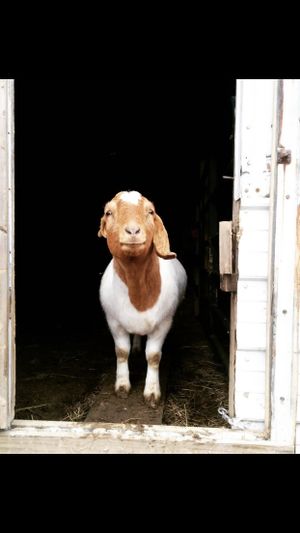 Sweet Nemo. at Peak Animal Sanctuary in Freedom
