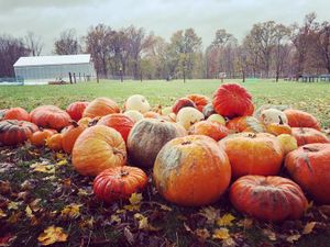 Fall and pumpkin season at PEAK are beautiful! at Peak Animal Sanctuary in Freedom