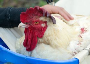 At PEAK, residents like Fillmore receive the lifelong, individualized care they deserve. at Peak Animal Sanctuary in Freedom