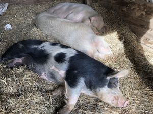 BFFs Tulip, Lucy and Sue! Family NOT food. at Peak Animal Sanctuary in Freedom