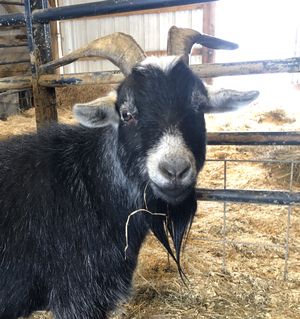 George - one of the most handsome PEAK residents! at Peak Animal Sanctuary in Freedom