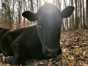 Zeke - difficult to imagine a sweeter boy. at Peak Animal Sanctuary in Freedom