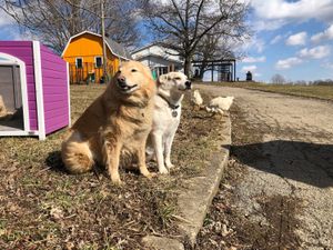 PEAK greeter Kita with her bestie Luna (+ rooster friends) enjoying a sunny winter afternoon. at Peak Animal Sanctuary in Freedom