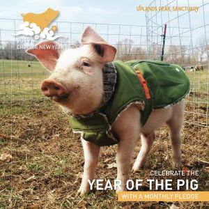 Baby Potter - rescued from the gas chamber in North Carolina, where he was set to be killed as he was not gaining weight rapidly enough to be ready for slaughter. at Peak Animal Sanctuary in Freedom