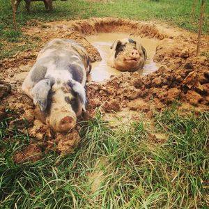 Erica and Isaac! at Peak Animal Sanctuary in Freedom