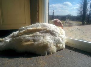 Lily soaks up the sunshine. at Peak Animal Sanctuary in Freedom