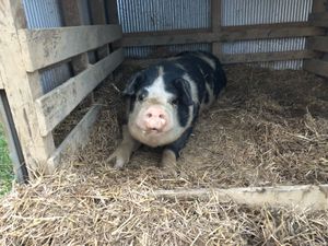 Brandi settling in for a comfortable summer evening. at Peak Animal Sanctuary in Freedom