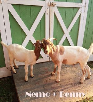 Nemo + Benny! at Peak Animal Sanctuary in Freedom