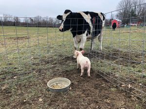 Pip the piglet with Wilson. The residents form friendships across species at PEAK. at Peak Animal Sanctuary in Freedom