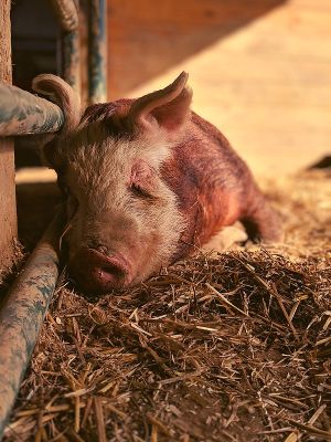Petals the piglet sleeps well knowing that she is safe and loved. at Peak Animal Sanctuary in Freedom