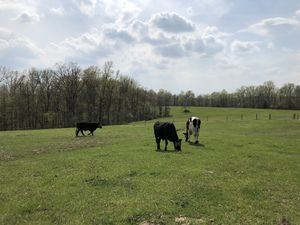 A perfect day at one of the prettiest places - with Vegan, Zeke and Wilson. at Peak Animal Sanctuary in Freedom